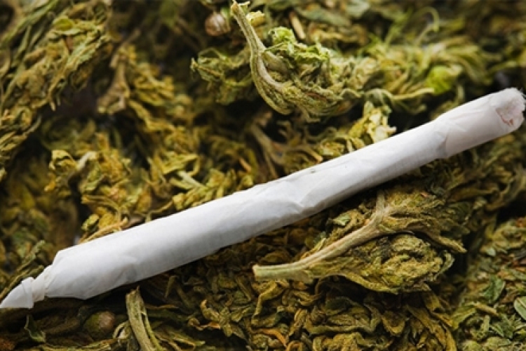 Több mint másfél mázsa marihuánát találtak Röszkénél