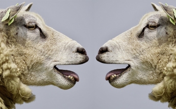 Fotó alapján is képesek felismerni az emberi arcot a juhok