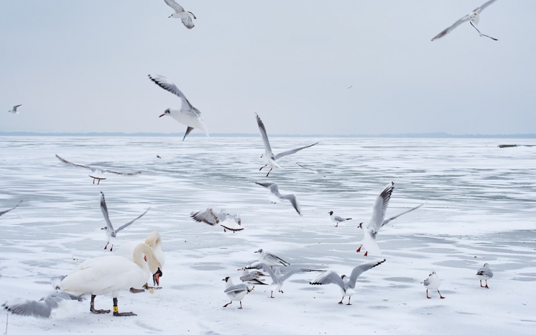 Összefüggő, de vékony a Balaton jege