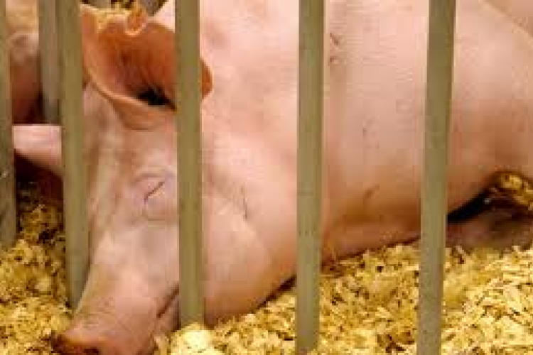 Sertésbetegség irtására készülnek