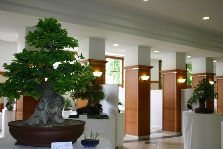 II. Soproni Bonsai és Suiseki Kiállítás