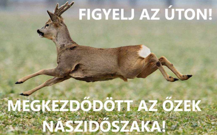 Megkezdődött az őzek násza!