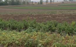 Túljelentkezés miatt változott az állami földbérlet pályáztatása