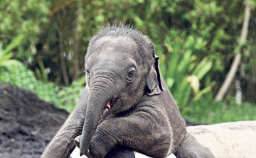 Elefánt bébi született