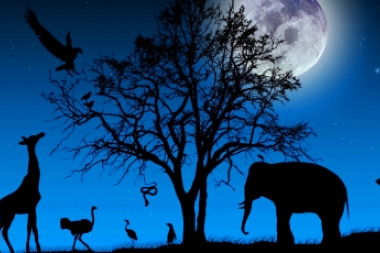 Augusztus 30-án lesz az Állatkertek Éjszakája