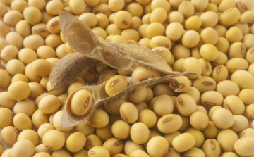 Mégsem véd meg a prosztatarák kiújulásától a szója