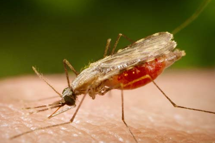 Terjed a malária gyógyszer-rezisztens törzse