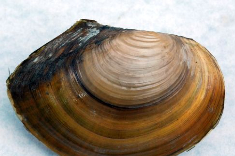 Kagylók okozták a legtöbb sérülést a balatoni strandokon