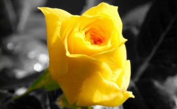 Egy szál sárga rózsával búcsúznak pénteken Cipőtől