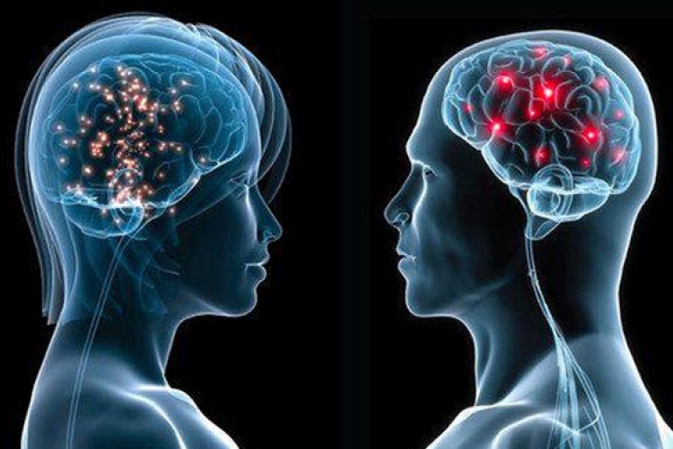 A térbeli tájékozódásért felelős agysejteket vizsgálta két magyar kutató