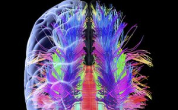 Megtalálták az időskori emlékezetromlásért felelős fehérjét