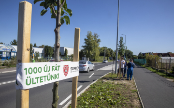 Faültetési program: 27 új fával gazdagodott az Ágfalvi út
