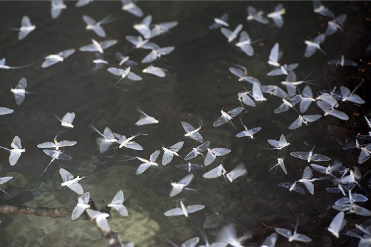 Negyven év után újra tömegesen rajzik a dunavirág