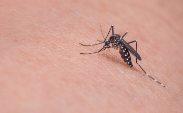 A szúnyogok elleni biológiai védekezést segítik a PTE szakemberei