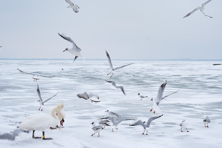 Összefüggő, de vékony a Balaton jege