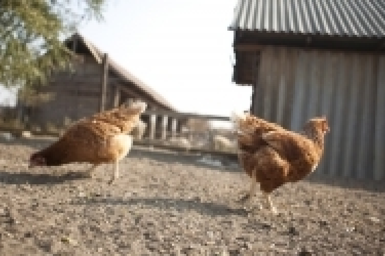 A legveszélyesebb húsok: a csirke és a darált marhahús