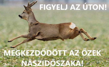 Megkezdődött az őzek násza!