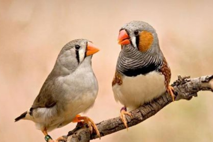 Kiderült, hogyan tudnak énekelni a madarak