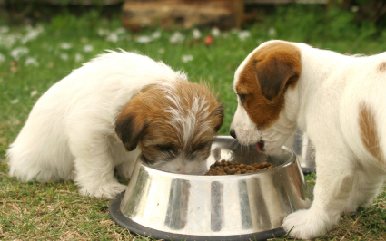 Jó üzlet az állateledel