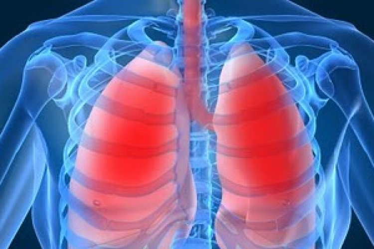 Emberi tüdőt hoztak létre laboratóriumban