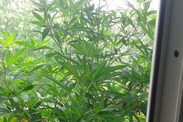 Vádemelés – kábítószer birtoklása miatt