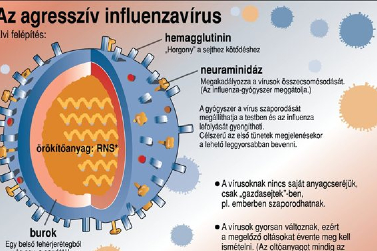 Az agresszív influenzavírus