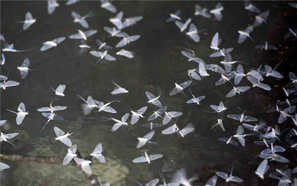 Negyven év után újra tömegesen rajzik a dunavirág