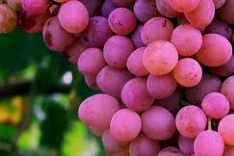 A szőlőmagkivonat hatásai 