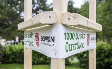 Elindult a faültetési program