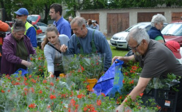 Virágba borulhat Sopronkőhida és a Tómalom környéke