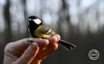 Mesterséges odúkkal is megelőzhető a széncinegék postaládákba fészkelése