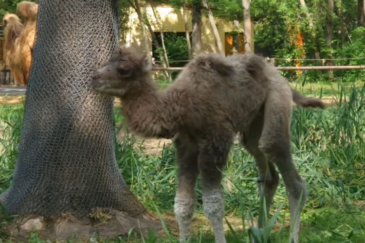 Tevecsikó született a Szegedi Vadasparkban