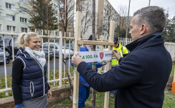 Elültették a 100. új fát Sopronban