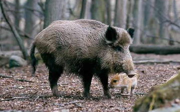 Hiába lövik, mégis sok a vaddisznó