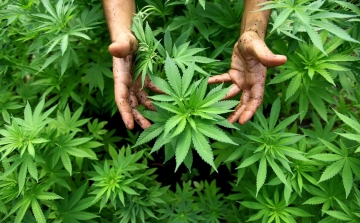 Kannabisz-ültetvényt találtak a rendőrök Budapesten