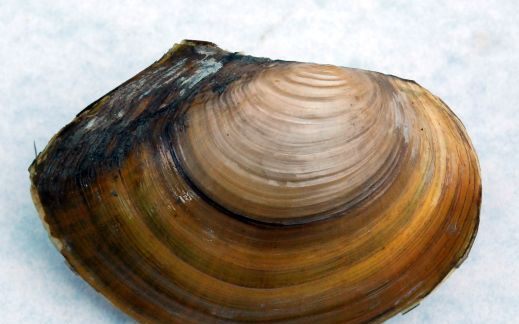 Kagylók okozták a legtöbb sérülést a balatoni strandokon