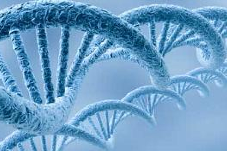 Négyszázezer éves ember DNS-ét rekonstruálták