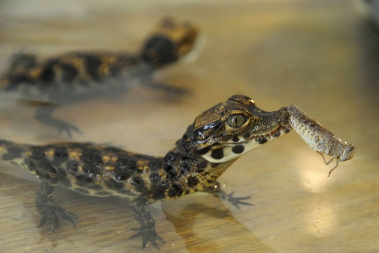 Tompaorrú krokodilok születtek a Szegedi Vadasparkban