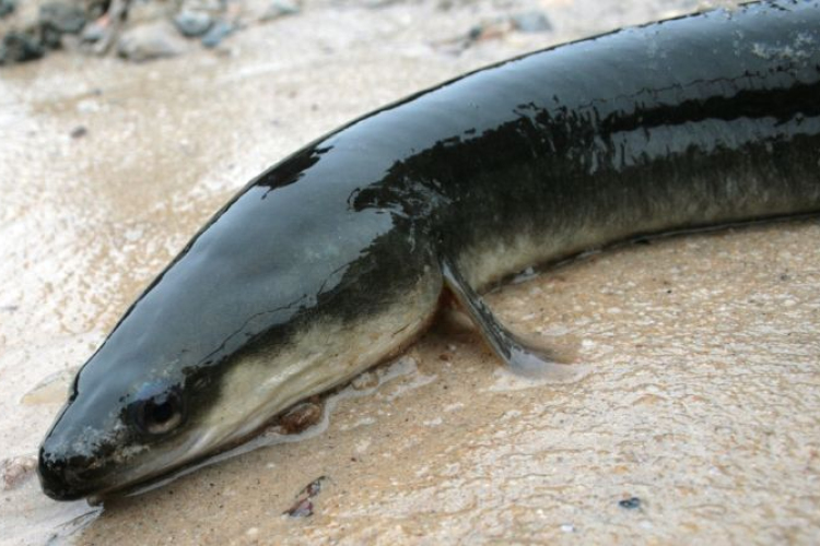 Angolnanyálkából textilipari termékek