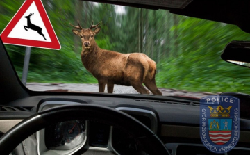 Elkezdődött az őzek párzási időszaka – a rendőrség ezekre hívja fel a figyelmet ilyenkor!
