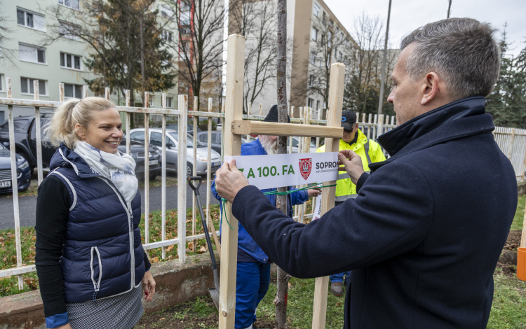 Elültették a 100. új fát Sopronban